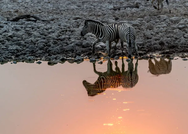Ζέβρες Στο Ηλιοβασίλεμα Στο Εθνικό Πάρκο Etosha Της Ναμίμπια — Φωτογραφία Αρχείου