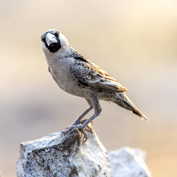 Ένα Arnaudi Pseudonigrita Etosha Εθνικό Πάρκο Της Ναμίμπια — Φωτογραφία Αρχείου