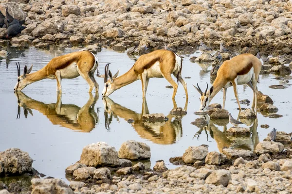 Trampolini Lancio Nel Parco Nazionale Etosha Namibia — Foto Stock