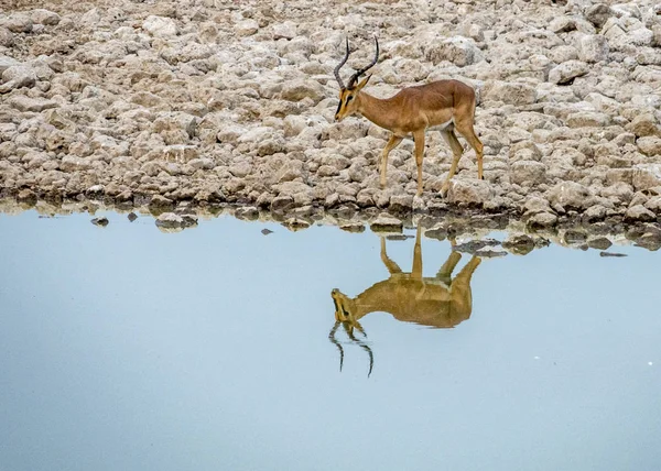 Dricka Springboks Etosha National Park Namibia — Stockfoto