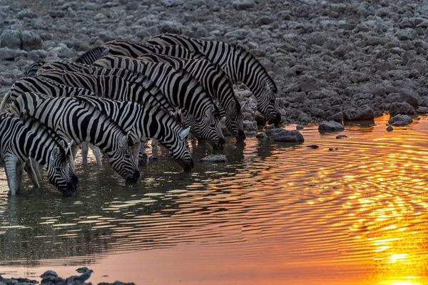 Zebras Bebem Sob Pôr Sol Parque Nacional Etosha Namíbia — Fotografia de Stock