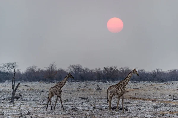 Girafas Sob Pôr Sol Parque Nacional Etosha Namíbia — Fotografia de Stock