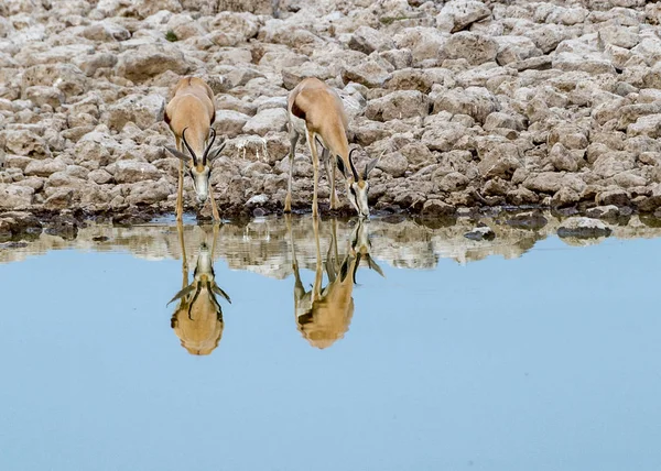 Springboks Bebendo Etosha National Park Namíbia — Fotografia de Stock