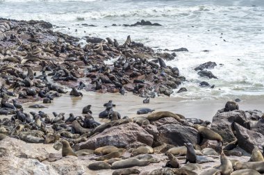 Güney Afrikalı kürk fokları Cape çapraz mühür rezerv, Namibya.