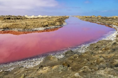 Walvis Bay, Namibya'da under pembe tuz.