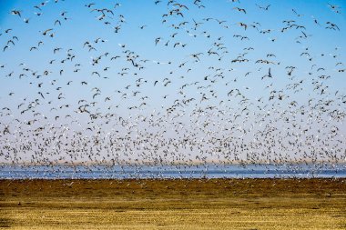 Martılar Walvis Bay, Namibia.