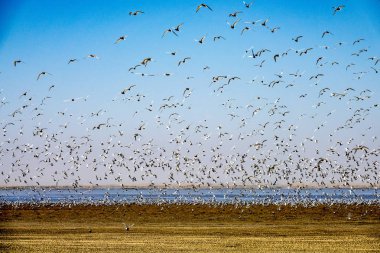 Martılar Walvis Bay, Namibia.