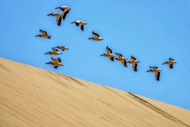 Uçan Pelikan Walvis Bay, Namibia.