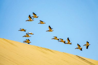 Uçan Pelikan Walvis Bay, Namibia.