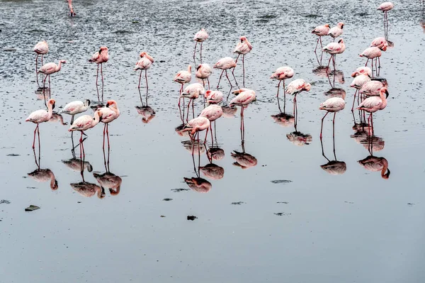Flamingos Walvis Bay Namibia — Stock Photo, Image