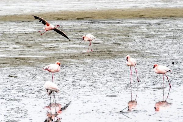 Flamingos Walvis Bay Namibia — Stock Photo, Image