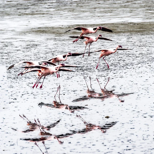 Flamingos Walvis Bay Namíbia — Fotografia de Stock