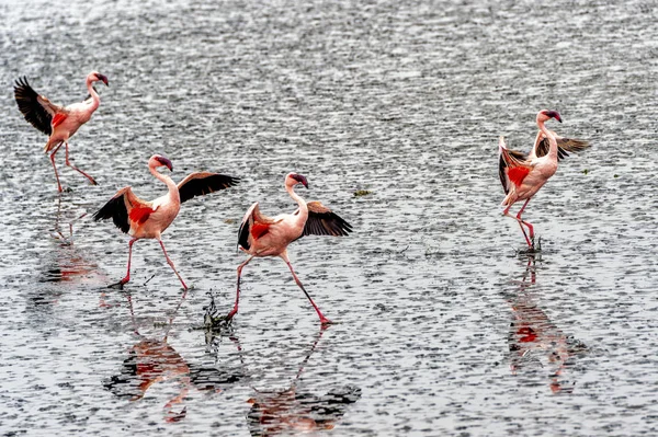 Die Flamingos Der Walvisbucht Namibia — Stockfoto