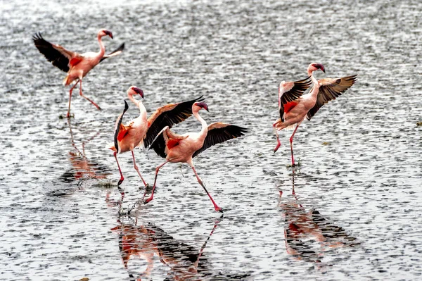 Flamingos Walvis Bay Namibia — Stock Photo, Image