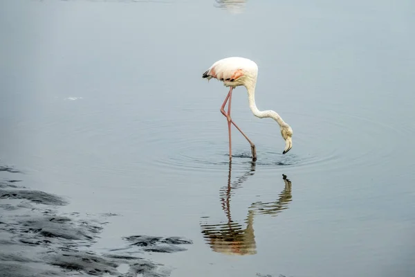 Flamingo Walvis Bay Namibia — Stock Photo, Image