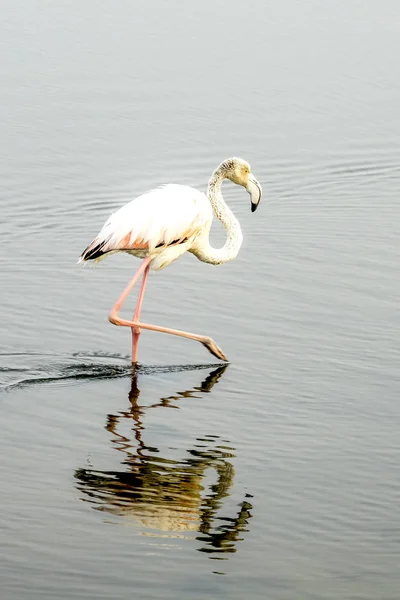 Flamingo Walvis Bay Namibia — Stock Photo, Image