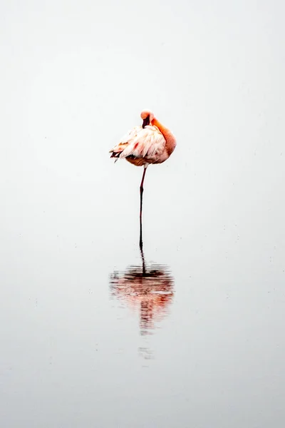 Flamingo Walvis Bay Namibia — Stock Photo, Image