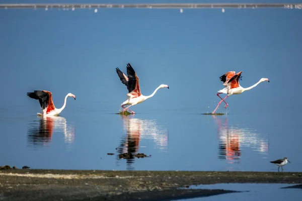 Flamingos Walvis Bay Namibia — Stock Photo, Image