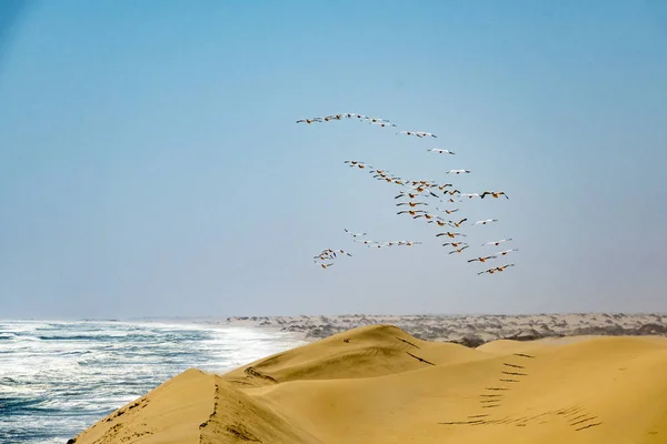 Vliegende Flamingo Walvis Bay Namibië — Stockfoto