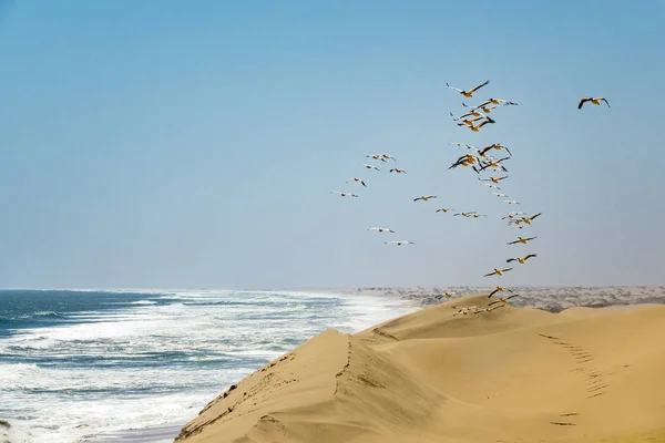 Летящие Фламинго Заливе Уолвис Намибия — стоковое фото