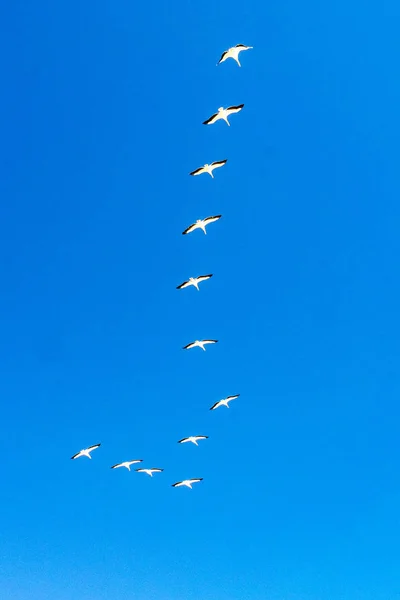 De vliegende Flamingo 's — Stockfoto