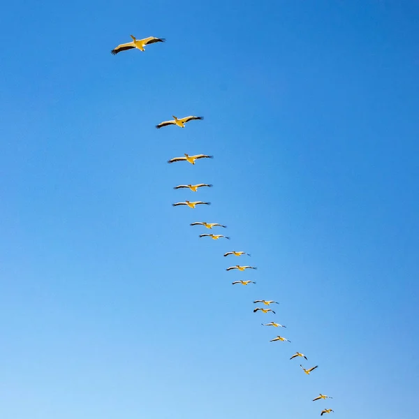 Uçan flamingolar — Stok fotoğraf