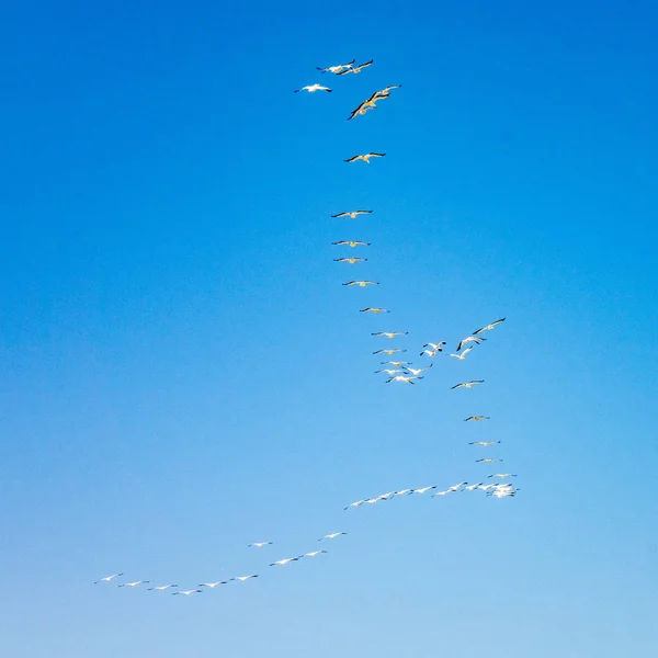 Uçan Flamingolar Walvis Bay Namibia — Stok fotoğraf