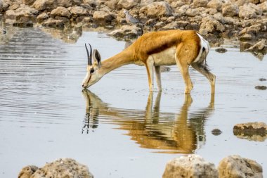 İçme springbok etkin Namibya Ulusal Parkı.