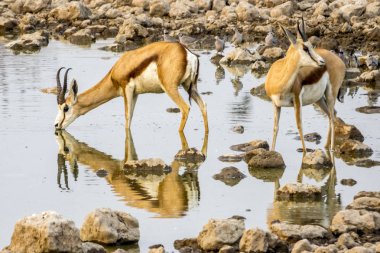 İçme springboks etkin Namibya Ulusal Parkı.