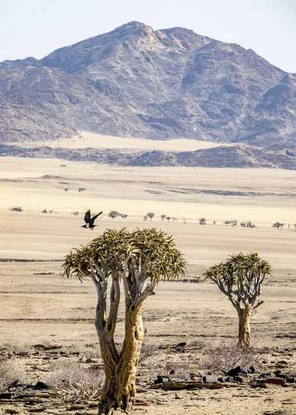 Die Gobi Wüste Der Nähe Des Kries Rus Campings Namibia — Stockfoto