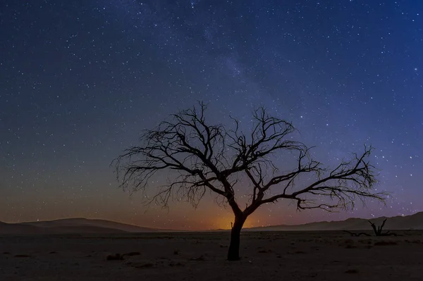 在死必经之路 索苏维来 纳米比亚的枯萎的树与银河 — 图库照片