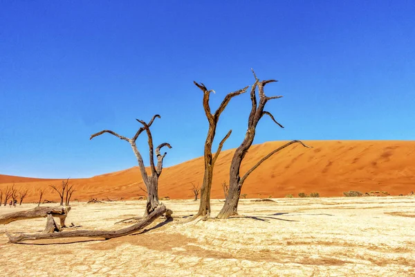 Árbol Marchito Con Dunas Dead Vlei Sossusvlei Namibia — Foto de Stock