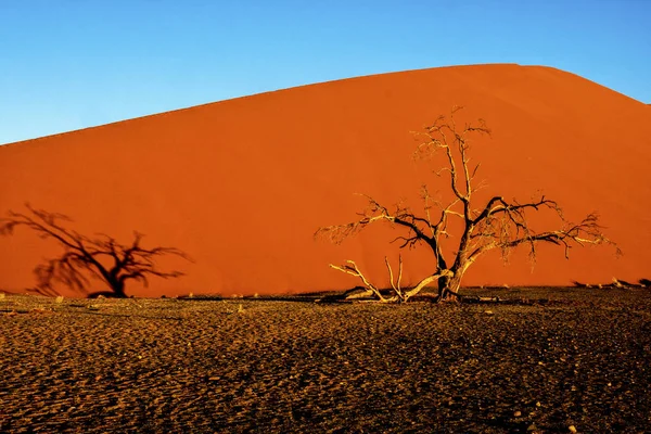 Засохшее Дерево Дюнами Мертвом Влае Соссусвлей Намибия — стоковое фото