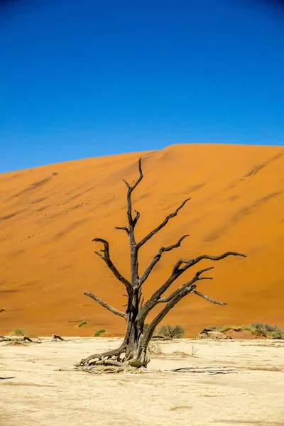 Det Förtorkat Trädet Med Sanddyner Döda Vlei Sossusvlei Namibia — Stockfoto