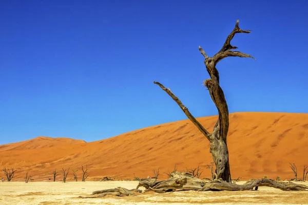 Der Verdorrte Baum Mit Dünen Toten Vlei Sossusvlei Namibia — Stockfoto