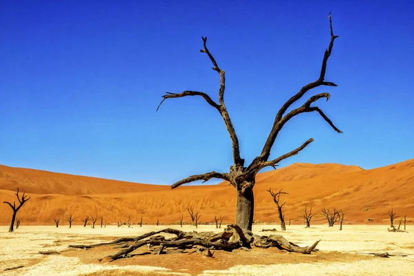 The withered tree with dunes in Dead Vlei, Sossusvlei, Namibia.