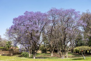 Windhoek, Namibya jakaranda akışlarında.