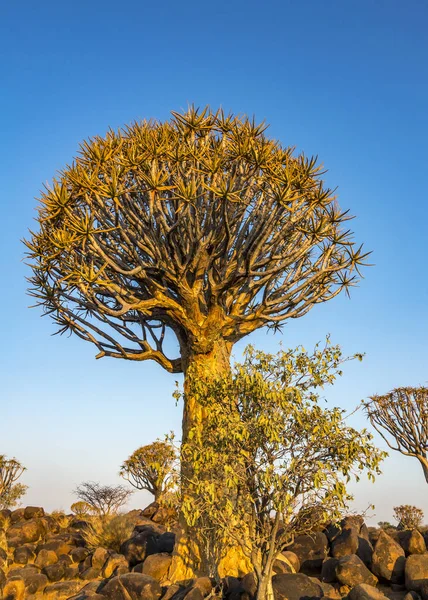 Quivertrees Quivertree Skog Resten Läger Keetmanshoop Namibia — Stockfoto