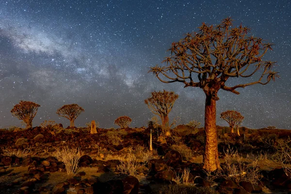 Los Quivertrees Con Galaxia Quivertree Forest Rest Camp Keetmanshoop Namibia — Foto de Stock