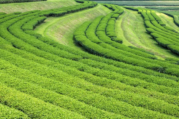 Araksa Tea Plantation Chiang Mai Thailand — Stock Photo, Image