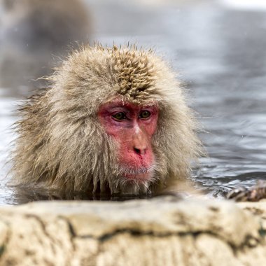 Kar Maymunu (Japon makağı) Japonya 'nın Nagano kentindeki Jigokudani Maymun Parkı' nda kışın sıcağın tadını çıkardı..