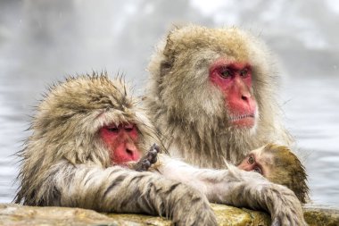 Kar Maymunu (Japon makağı) Japonya 'nın Nagano kentindeki Jigokudani Maymun Parkı' nda kışın sıcağın tadını çıkardı..