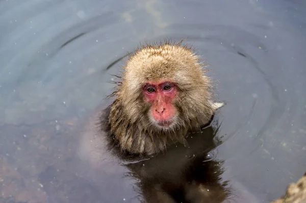 Sněhová Opice Japonský Makak Užila Horké Jaro Zimě Jigokudani Monkey — Stock fotografie