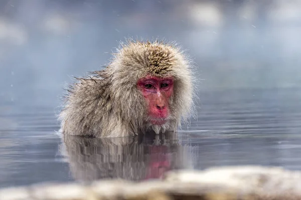 Snöapan Japansk Makak Njöt Den Varma Våren Vintern Jigokudani Monkey — Stockfoto