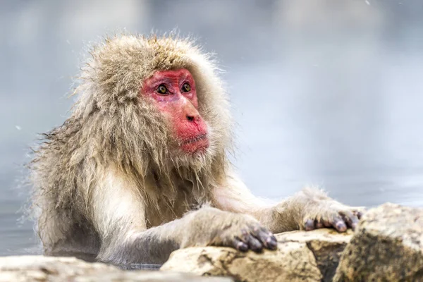 Snöapan Japansk Makak Njöt Den Varma Våren Vintern Jigokudani Monkey — Stockfoto