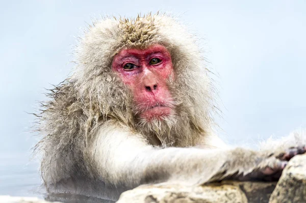 Snöapan Japansk Makak Njöt Den Varma Våren Vintern Jigokudani Monkey — Stockfoto