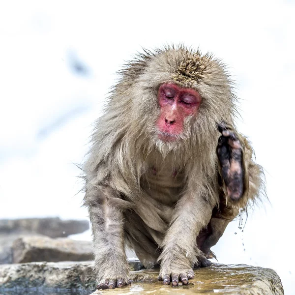 Snöapan Japansk Makak Njöt Den Varma Våren Vintern Jigokudani Monkey — Stockfoto