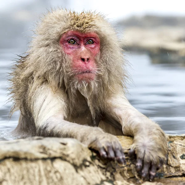 Snöapan Japansk Makak Njöt Den Varma Våren Vintern Jigokudani Monkey — Stockfoto