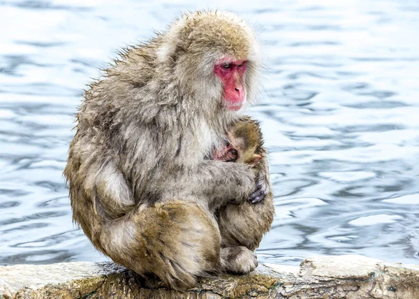 Snöapan Japansk Makak Njöt Den Varma Våren Vintern Jigokudani Monkey — Stockfoto