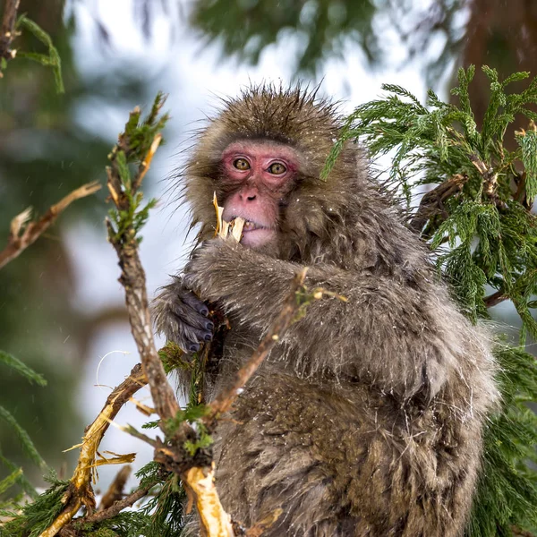 Singe Des Neiges Macaque Japonais Hiver Parc Jigokudani Monkey Nagano — Photo